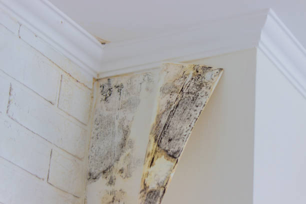 Why You Should Choose Our Mold Remediation Services in Scott City, MO